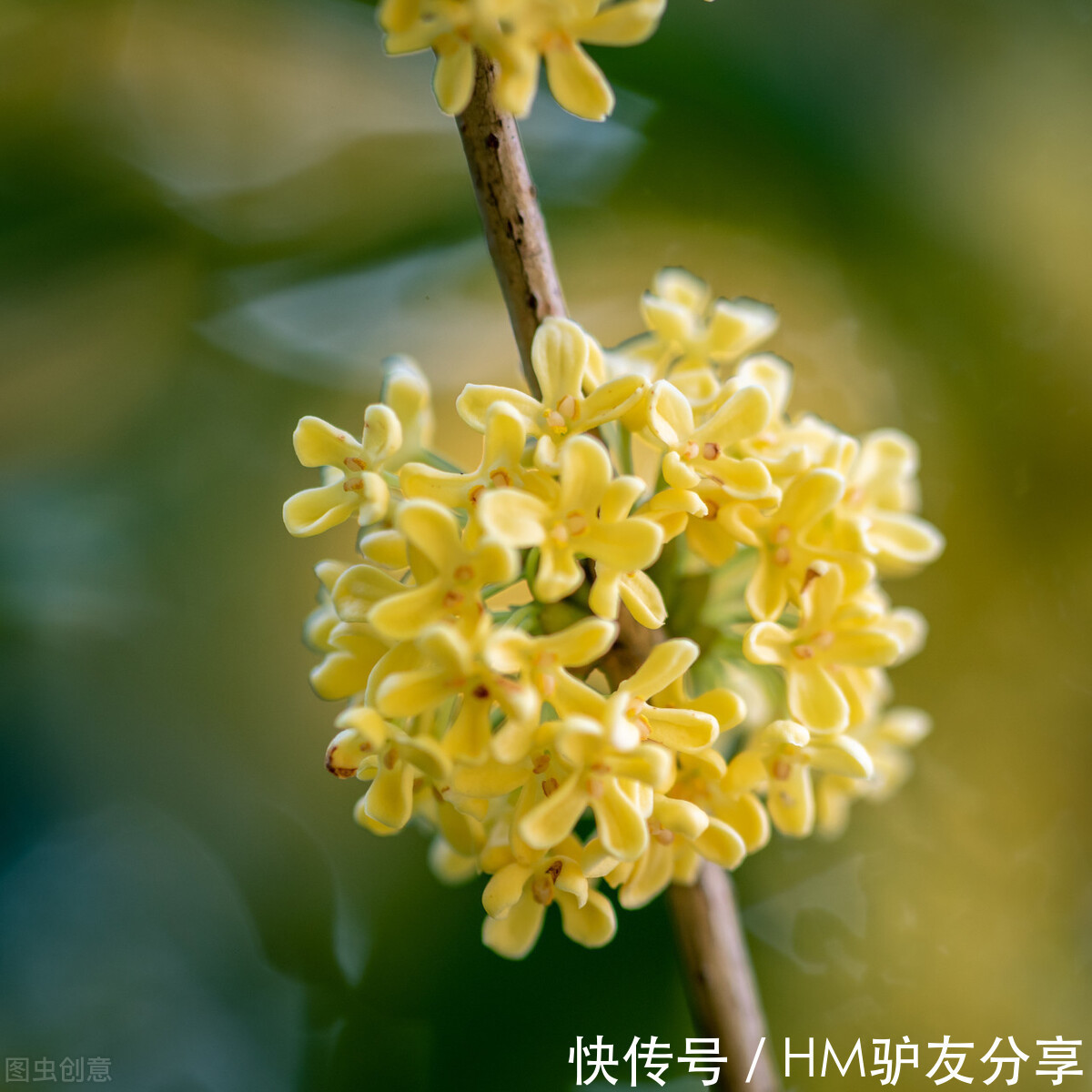 鸡冠花|5种“秋天”的花，赏花正当时，错过等一年