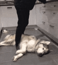 |搞笑GIF趣图:媳妇这智商没得救了,这咋办,洗洗还能吃吗