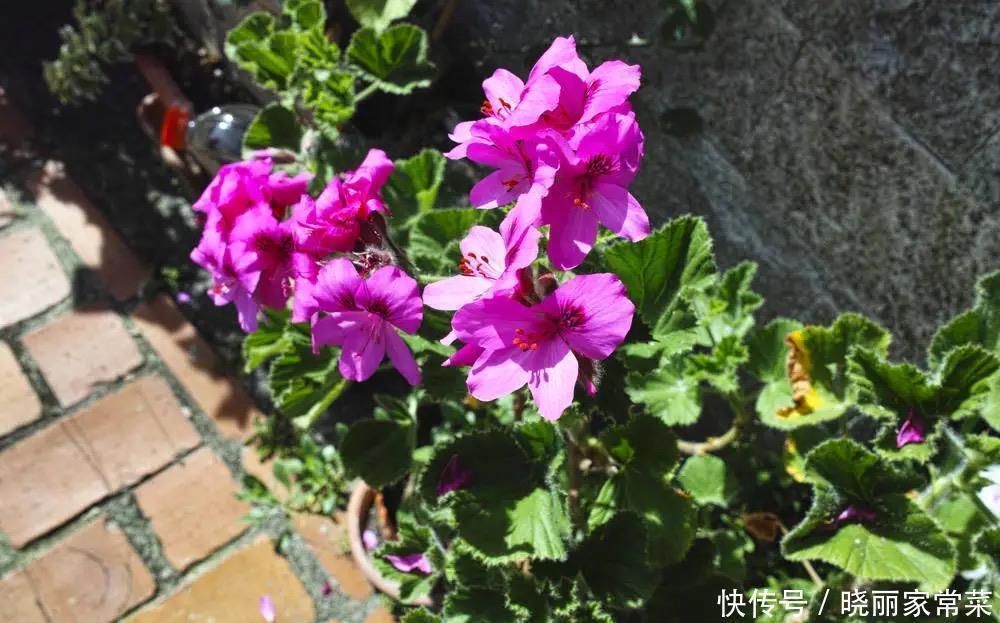 瓶瓶罐罐|养花很容易上瘾,一个“中毒太深”的花友自述,看完你还敢养花吗