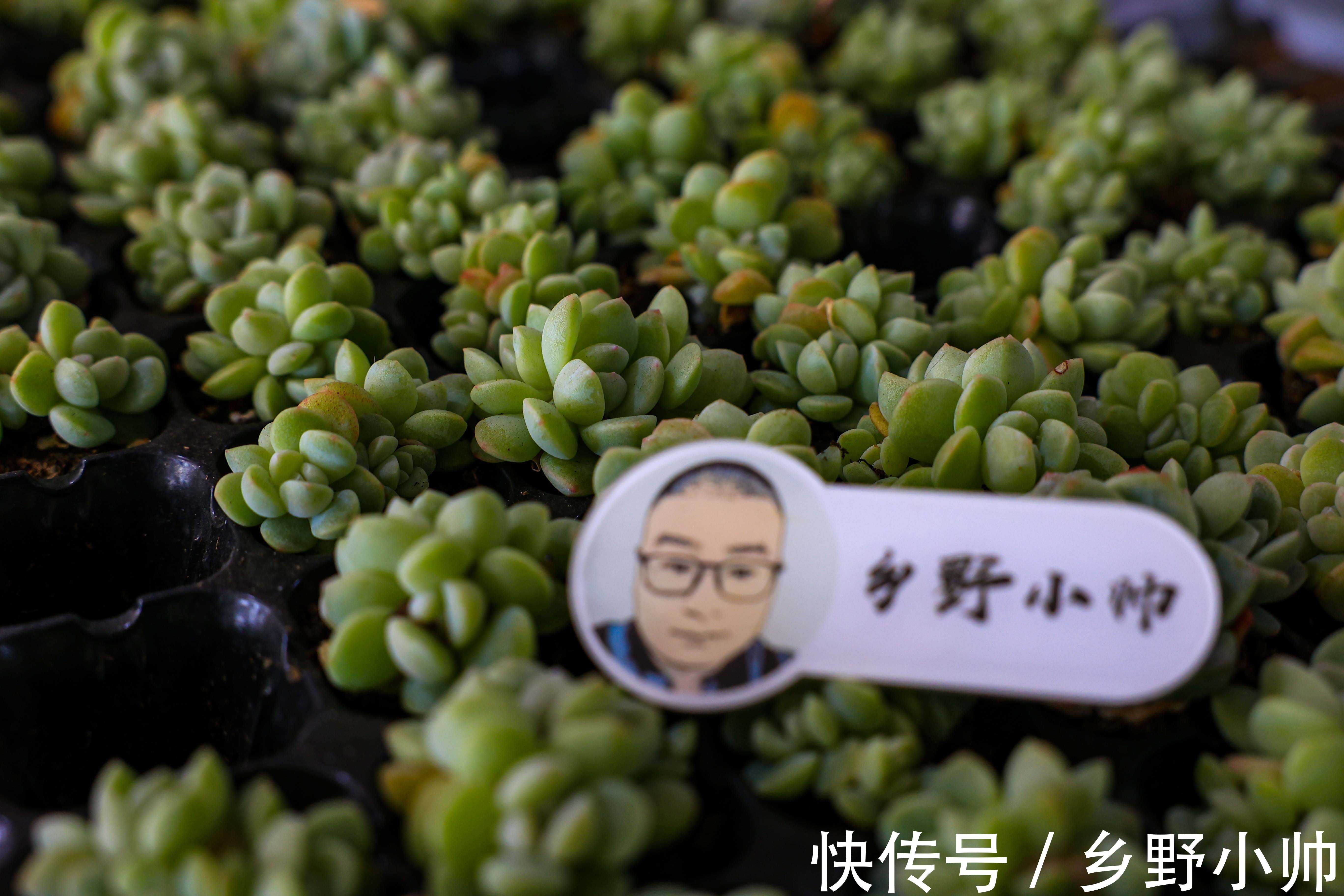 新手养多肉的几个误区,看看你犯了几个错。爱多肉的你别再错下去