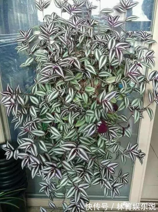 紫竹梅|3种吊兰别这么养，不然疯长爆芽，控制不住！