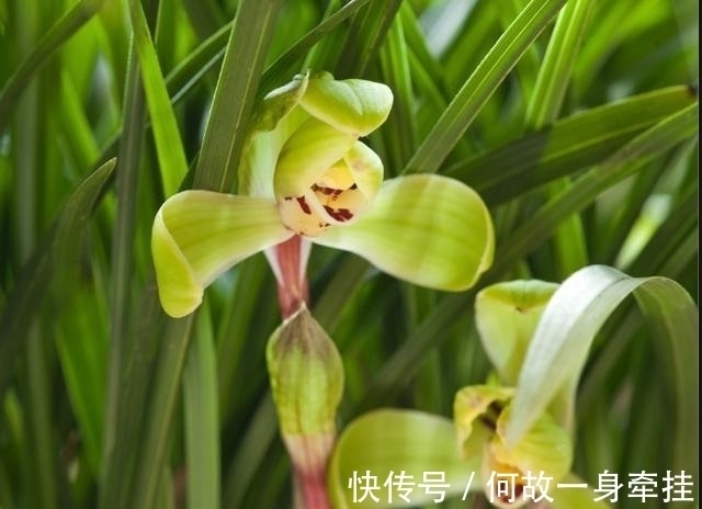 春兰老八种之首“宋梅”,花开梅瓣型,兰香醇正,是梅瓣兰之代表