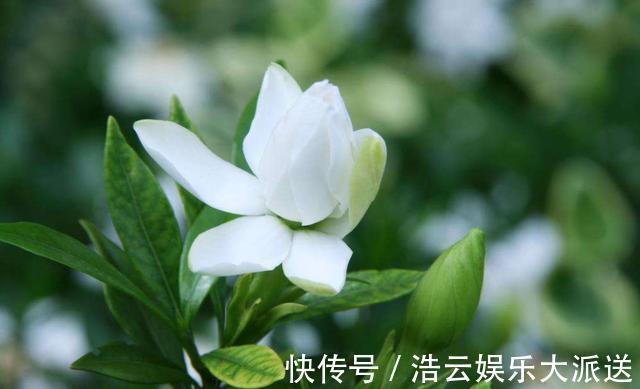 栀子花|扦插的栀子花生根了,移栽注意这几点,服盆快成活率高