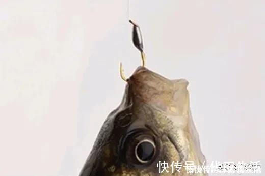 禁钓范围逐步扩大已是大势所趋，或将对钓鱼人、渔具业影响深远