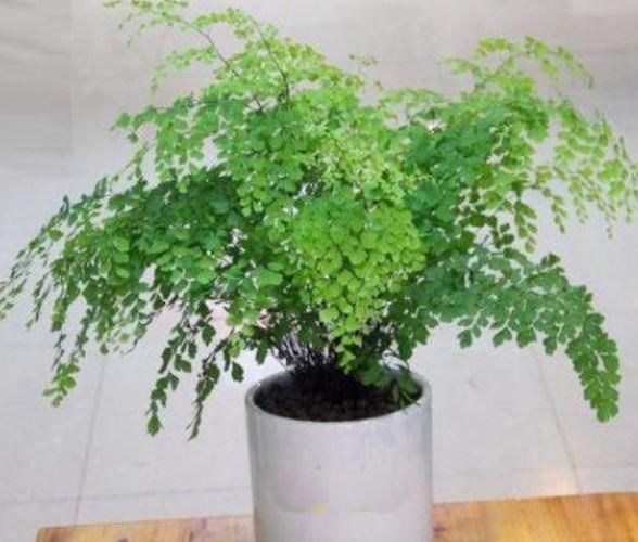 种花|卫生间有异味,就养4种花,耐阴吸异味,养在卫生间高大尚