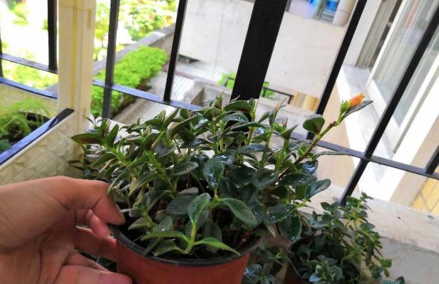 花土|入冬后，怎么养好金鱼花注意前4点就能叶片油绿、花开满盆