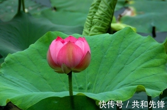 桃花|进入年底,4属相迎来好运,桃花旺盛,事业进步,生活顺心如意