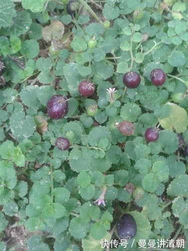 妇科病|妇科病的克星终于找到了,用它泡水喝,活血化瘀,远离妇科病困扰