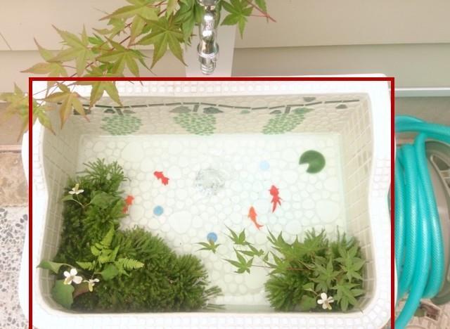 水管|我要是有了院子，一定要比别家多砌个小水池，时间越长实用性越大