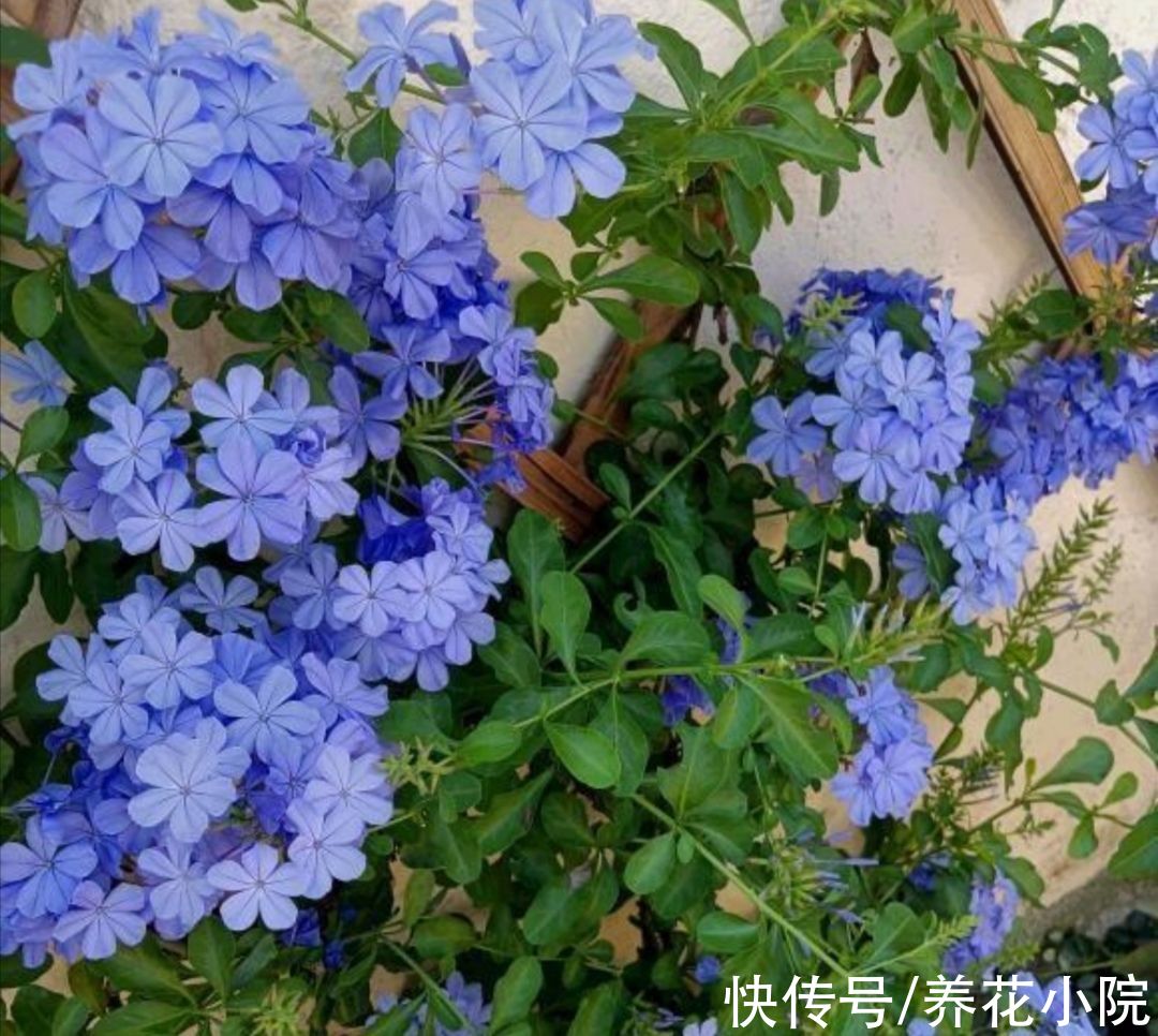 植株|家里养5种花，冬天剪一剪，来年长得旺，开花多