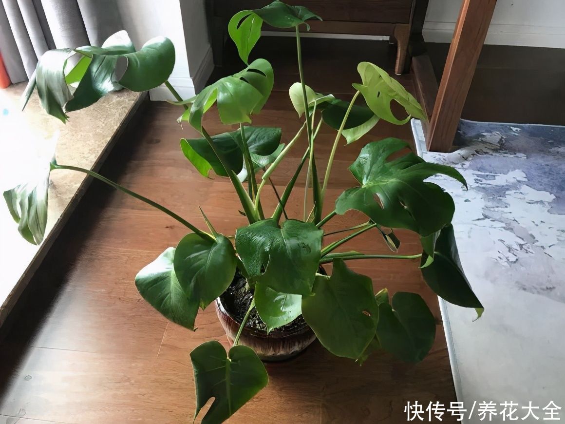 7种花，现在要砍头，冲天炮变成爆炸头