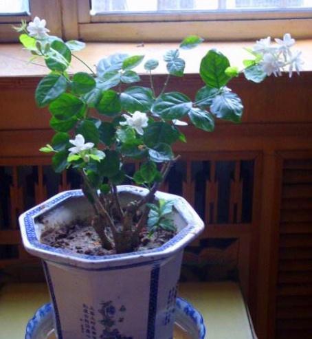 这3种花卉适合爱干净的人养,除臭又杀菌,家庭卫生清洁好帮手!