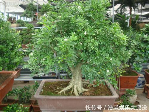 种植|九里香“花香味”十足，养成盆景更具观赏性，这有养护技巧！