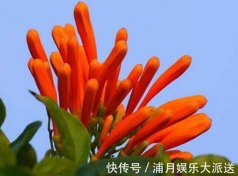 美极了|喜欢玫瑰,不如养“优良品种”玫瑰园尤特森,花比叶多,美极了