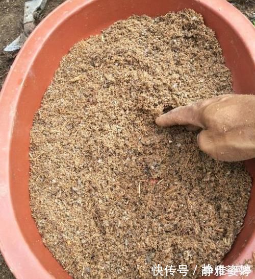 栽培|清香木盆景下山桩怎么栽培更容易成活?