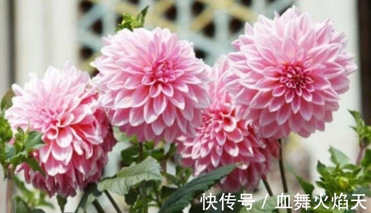 4种花很耐养,沾土就能活,天上人间,美到极致!