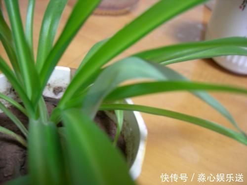 砰砰返青油亮亮|家里吊兰干尖黄叶,用这4招来改善,砰砰返青油亮亮