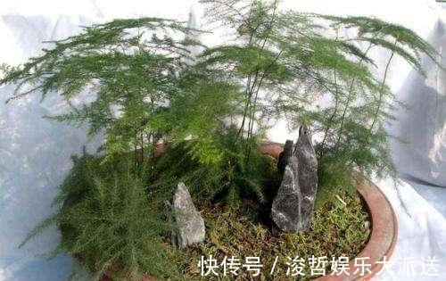 烂根|文竹爱黄叶，学了这5招，叶子绿的滴油，蹭蹭长到巨无霸！