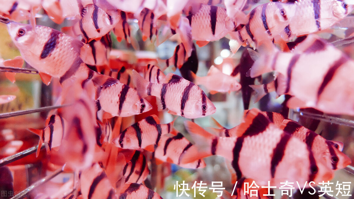 水族|对新人极其友好,十大养不死的观赏鱼