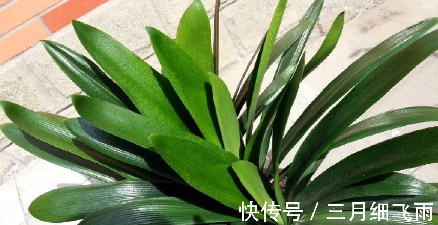 让8成养花新手都后悔的4个“妙招”,再看到别尝试