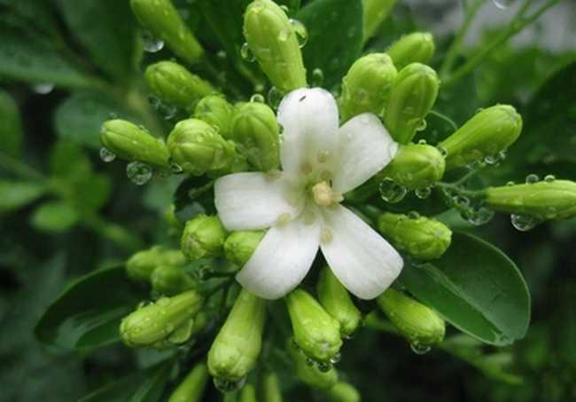 花友|九里香有毒吗?适合在家养吗?