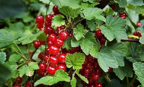 润肤|秋天不想衰老，没事吃几种好食物，润肤养颜，抗衰老，身体更好了