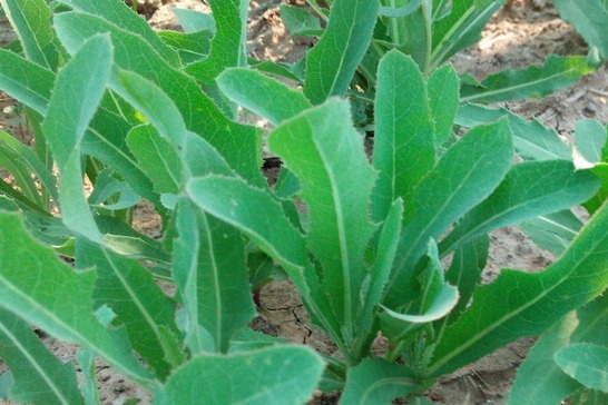 碰碰香|乡村很常见的野菜，美味可口，具有很高的养生价值早吃早受益