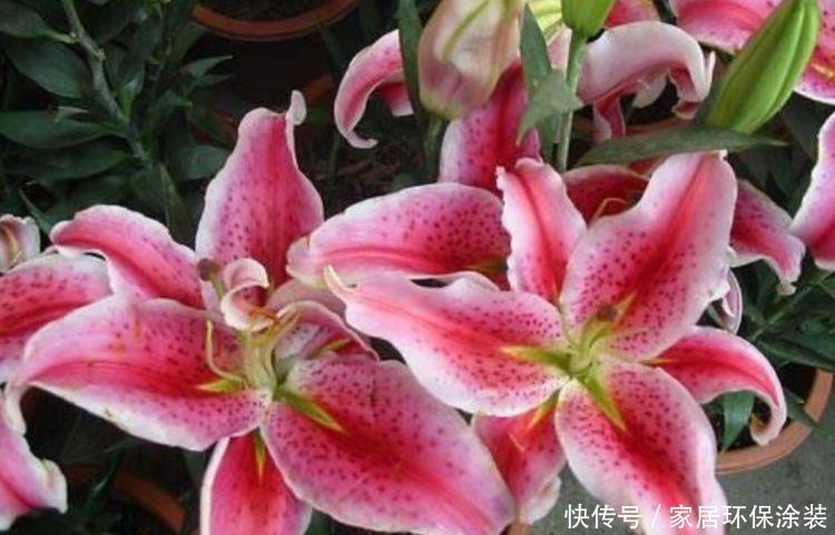 适合冬天入手的花卉,花期200多天,花大色艳很漂亮