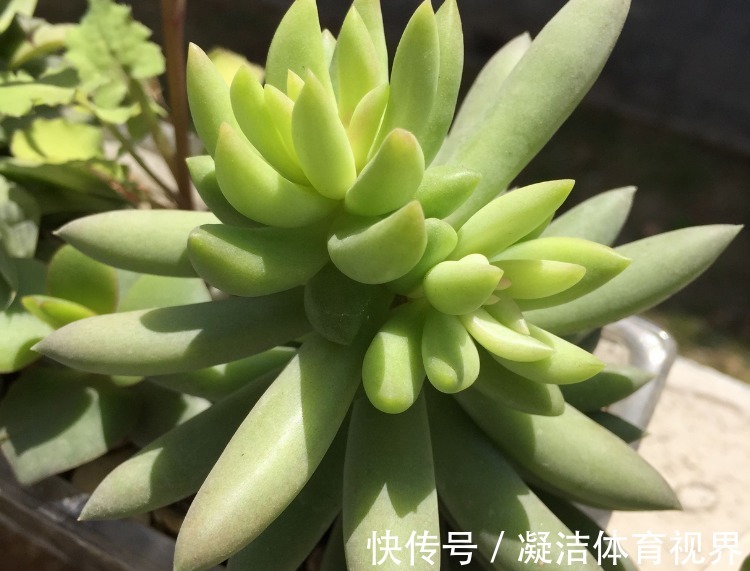 养多肉千佛手,砍头繁殖简单,叶插成活率高,适合新人练手