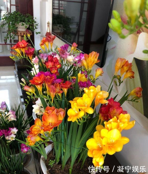 比绿萝还好养,比月季开花漂亮,不是兰花胜似兰,养一盆开几十年