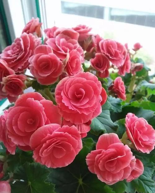 最怕“喝水”的3种花,不怪你太勤劳,只因为它“胃太小”