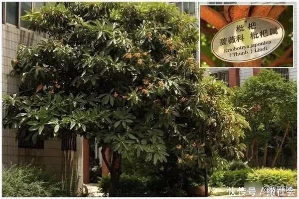 院子里种树有大讲究,这些树寓意好,可提升庭院灵气