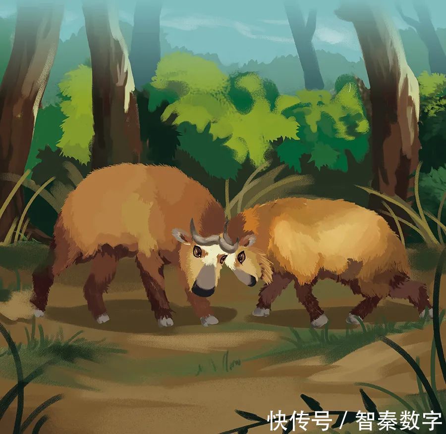 两米高|人与自然和谐共生教育:羚牛(上)