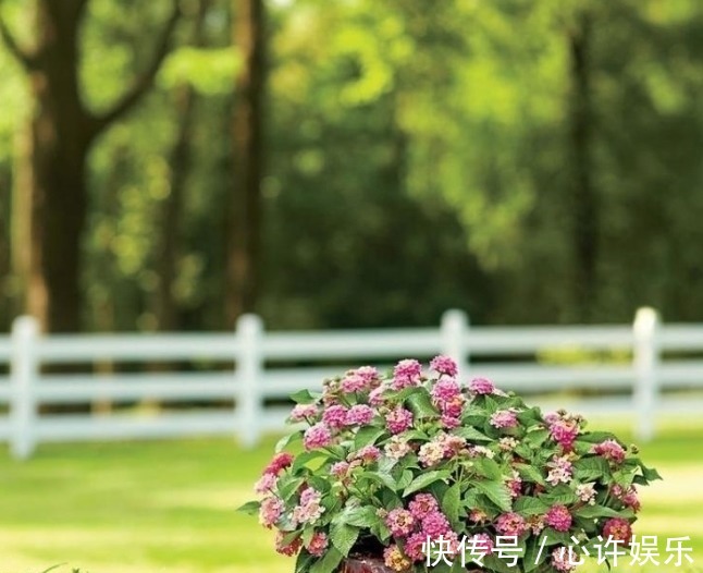 任何容器都能用来做花盆,请收好这30种美丽的花盆搭配设计