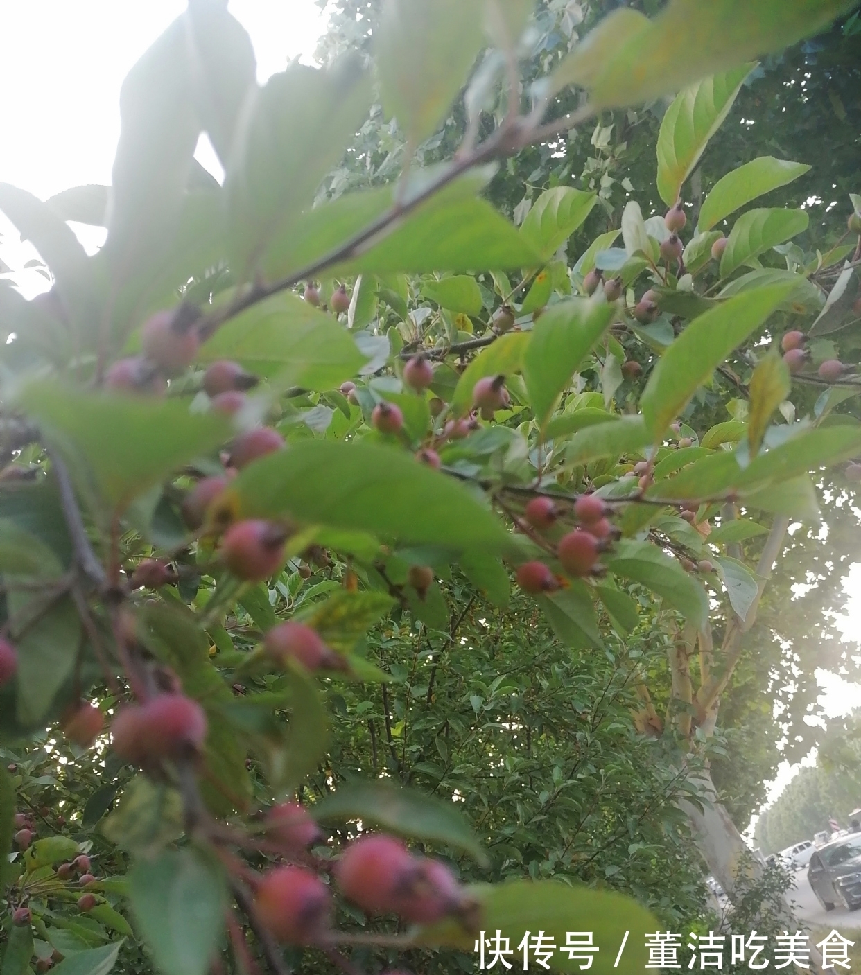 中华诗词|七言顶真诗(原创首发)又念启华真英雄