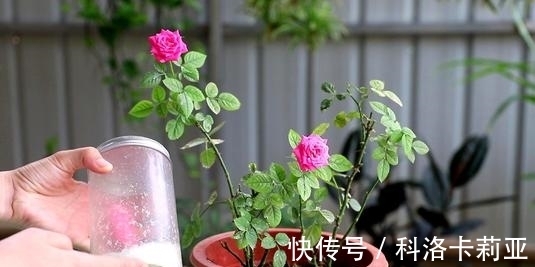 给月季施肥的正确打开方式,了解掌握,冒笋芽花还多,值得收藏!
