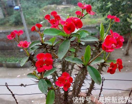 名菊|喜欢菊花，不如养盆名菊“盘龙卓越”，亲切妖娆 花姿清雅