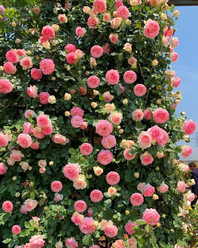 铁线莲|这些“大型花”无论多漂亮,眼馋也别买,没有大院子,买了白扔钱