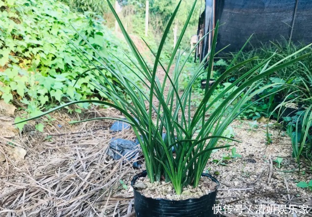 兰花凋谢后,早做3件事,新芽还比老苗多