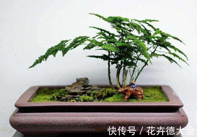 石榴|4种“盆景桩”，品位高大上，懒人花剪一剪，价格翻几倍