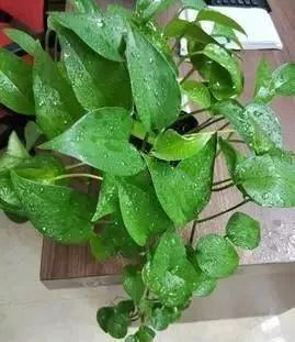 适应能力|养绿萝,这2种“水”换着浇,叶片油亮巴掌大,根茎能比筷子粗