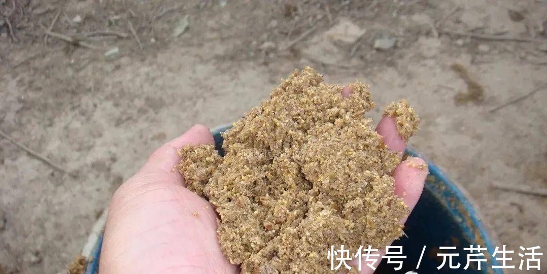 榆树叶|贫穷年代最常见的6种食物，你吃过吗？你怀念它们吗？