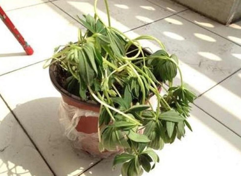 花卉|夏天养花有“3忌”，做错一样，不是烂根就黄叶，难熬过夏天