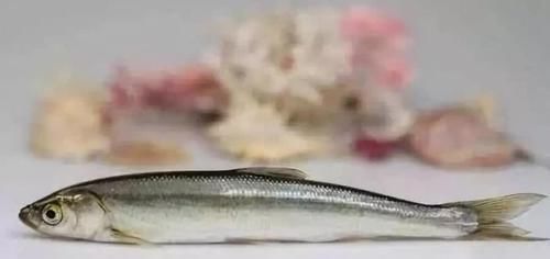 美味|国内最“美味”的5种鱼,你吃过几种?全吃过的不是土豪就是渔民