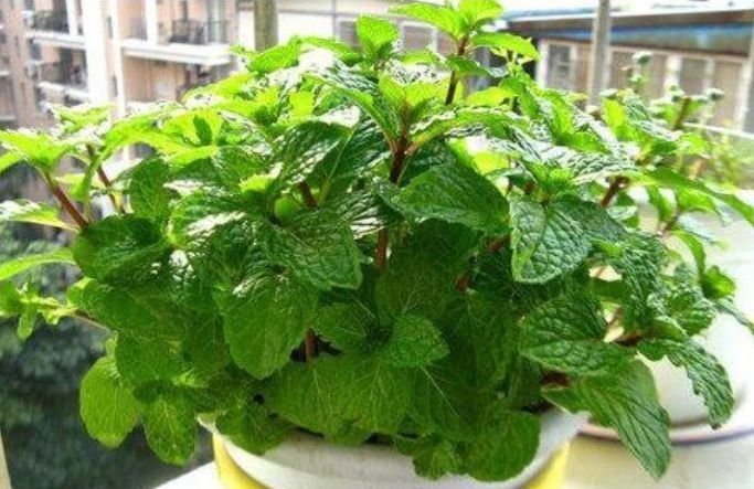 家养此款花卉,花大色艳胜玫瑰,花香四溢飘满屋,美爆了