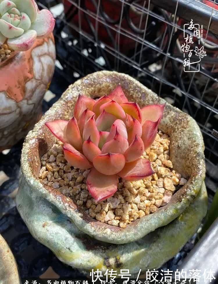 阳光露台多肉,天时地利人和!美肉知时节,当春乃发生!