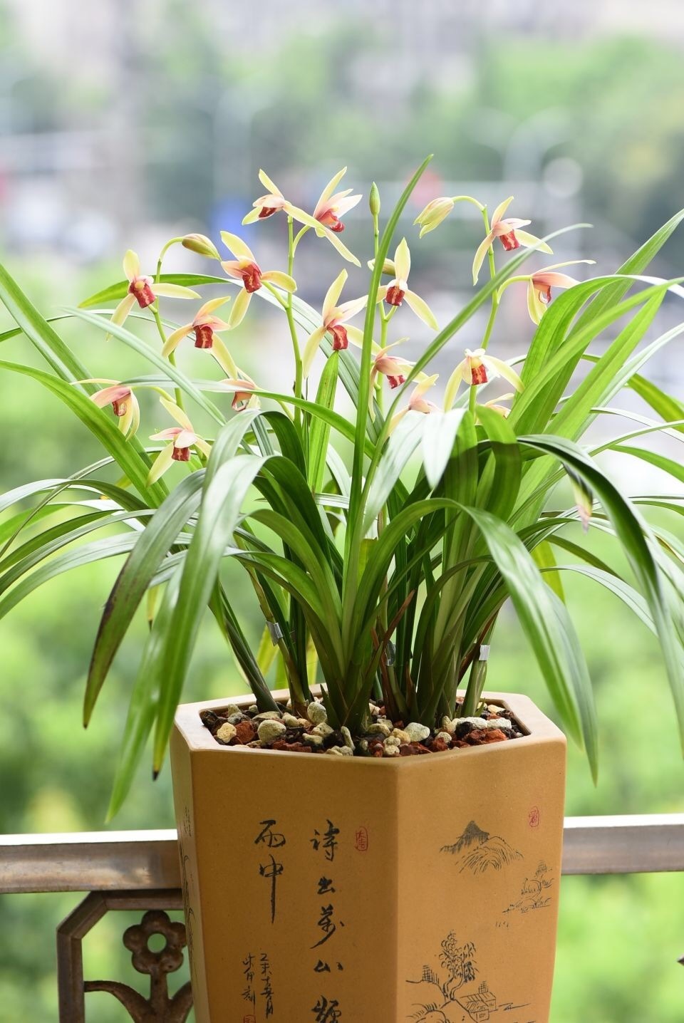 植物|养不好5种植物，就要赶紧“跳坑”，不然买多少、死多少