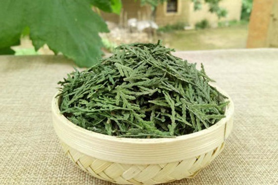 头发|4种叶子是天然“染发剂”，白发一吃变黑发，健康不伤身