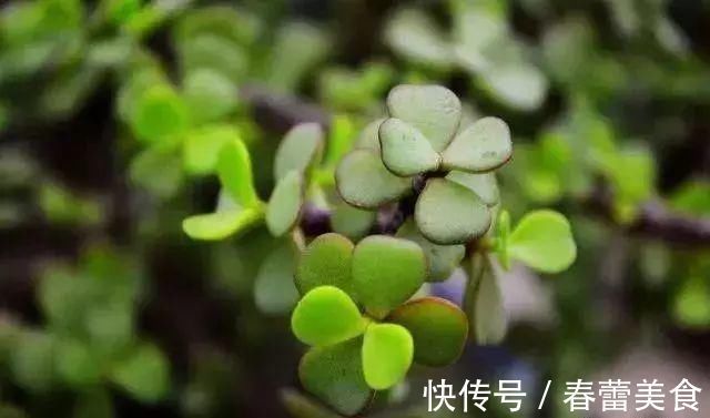 家人|最适合家人养的四种花,健康长寿又养心!