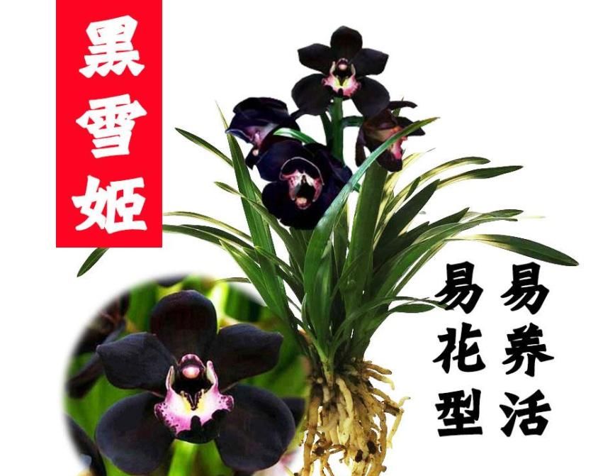 孕育|此款神秘兰花自带仙气，堪称墨兰新宠，黑杆黑花，大花香浓